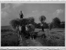 ernte lina friedrich und otto brauch